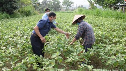 Cà pháo ở Yên Thành rớt giá tận đáy, chỉ 1.000 đồng/kg