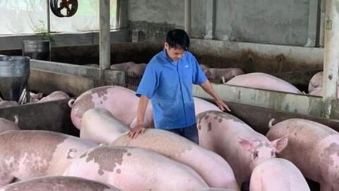 Giá heo hơi ngày 17/5: Tăng giảm trái chiều từ 1.000-3.000 đồng/kg
