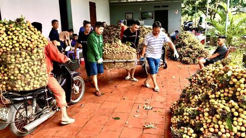Vải thiều sớm Bắc Giang năm 2022 trúng mùa, giá cao