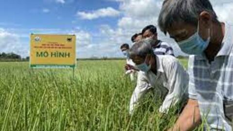 Các tỉnh phía Bắc triển khai kế hoạch vụ đông 2022