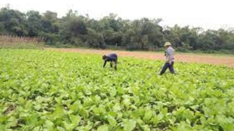 Nông dân Anh Sơn thu hoạch rau cải sớm