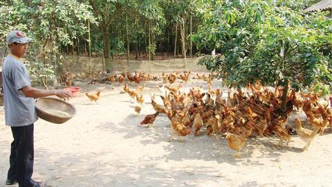 Kháng sinh cho gà bằng thảo dược