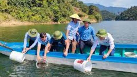 Nuôi cá thát lát, mô hình mới trên lòng hồ thủy điện Hủa Na