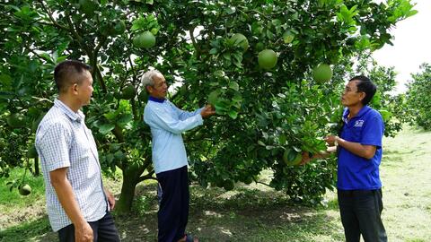 Quản lý mã số vùng trồng và cơ sở đóng gói trong xuất khẩu nông sản: Chuyện cũ nói mãi không thừa