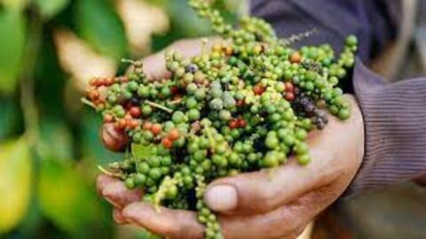Giá tiêu hôm nay 27/3: Cập nhật giá tiêu tại Tây Nguyên và Miền Nam