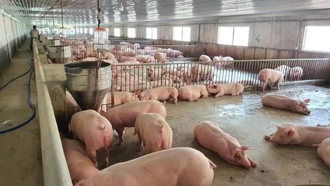 Giá heo hơi hôm nay 9/10: Dao động khoảng 50.000 - 54.000 đồng/kg
