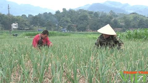 Yên Châu: Phát triển sản phẩm OCOP để nâng giá trị nông sản đặc trưng