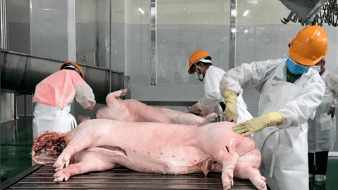 Lợi nhuận của các doanh nghiệp ngành chăn nuôi lợn sẽ bị thu hẹp đáng kể