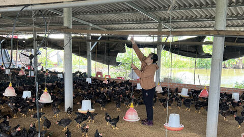 Chăn nuôi theo hướng an toàn sinh học: Giảm chi phí, tăng lợi nhuận