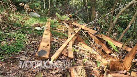 Yên Châu, Sơn La: Ngang nhiên phá rừng làm nương, chặt cây lấy gỗ