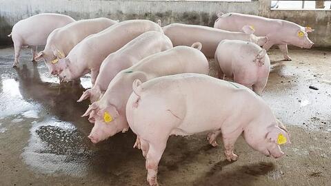 Giá heo hơi hôm nay 17/11: Tăng 1.000 - 2.000 đồng/kg ở Miền Bắc
