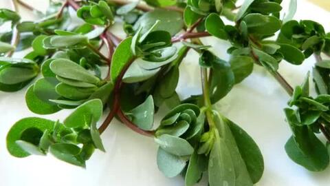 Rau dại mọc đầy vườn, ăn vừa ngon lại mát, đem phơi khô thành thuốc quý