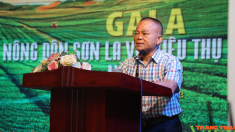 Sơn La: Mỗi mét vuông trồng sâm Ngọc Linh cho thu nhập cả trăm triệu đồng