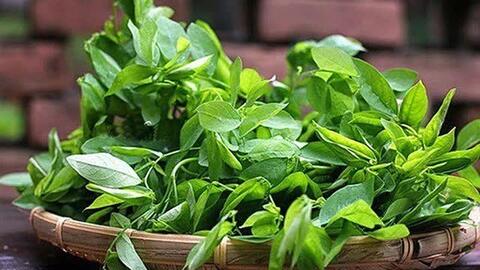 Giàu đạm, giàu vitamin C hơn cam, ổi nhưng không phải ai ăn loại lá rau này cũng tốt