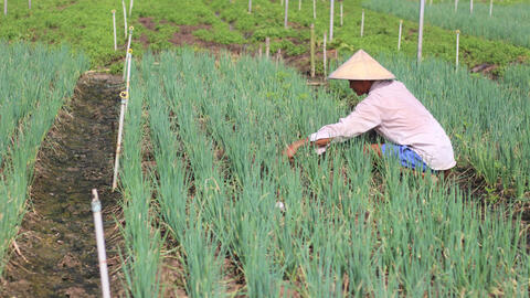 Sẵn sàng nguồn cung rau màu dịp Tết Nguyên đán