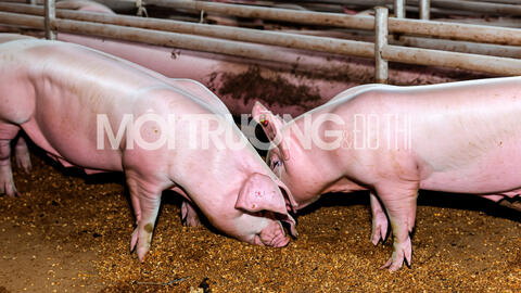 Giá heo hơi hôm nay 5/2/2024: Dao động từ 52.000 - 60.000 đồng/kg