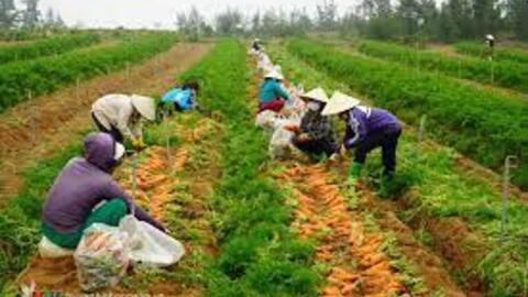 Nông dân Nam Đàn tăng tốc sản xuất sản phẩm OCOP phục vụ Tết