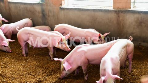 Giá heo hơi hôm nay 5/3/2024: Tăng nhẹ 1000 đồng/kg ở Miền Nam