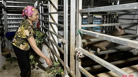 Mới thử nuôi một con vật "đại bổ", nông dân Hà Tĩnh đã hái được lộc, bán giá 10 triệu đồng/kg