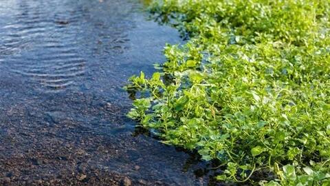 Loại rau sạch nhất Việt Nam, tưới nước giếng cổ 5.000 năm, rau sẽ chết nếu trồng nước bẩn