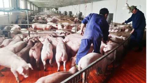 Giá heo hơi hôm nay 17/4/2024: Vượt mốc 60.000 đồng/kg