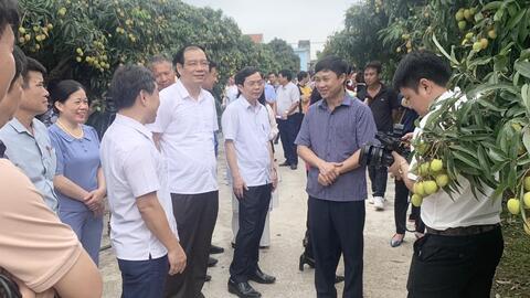 Hưng Yên: Được mùa vải lai chín sớm ở Phù Cừ