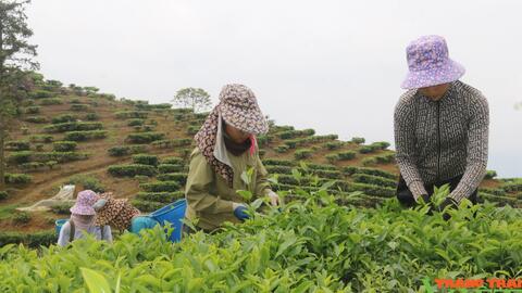 Hướng đi mới trong phát triển kinh tế ở xã vùng cao Lào Cai