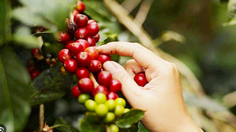 Tiềm năng Arabica tăng giá do lo ngại sản lượng Brazil, cà phê trong nước giảm nhẹ