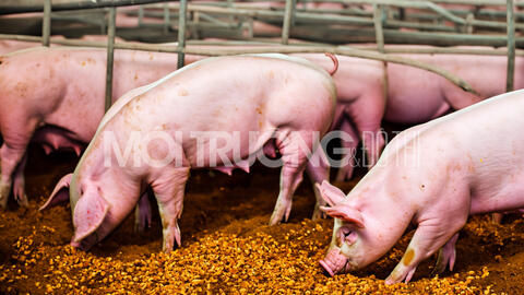 Giá heo hơi hôm nay 24/6/2024: Dao động từ 63.000 - 69.000 đồng/kg