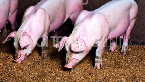 Giá heo hơi hôm nay 4/7/2024: Dao động từ 63.000 - 69.000 đồng/kg