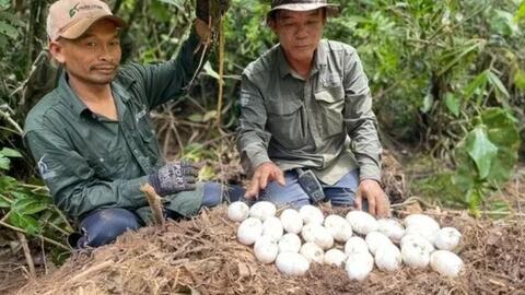 Campuchia: Phát hiện ổ cá sấu quý hiếm gần tuyệt chủng