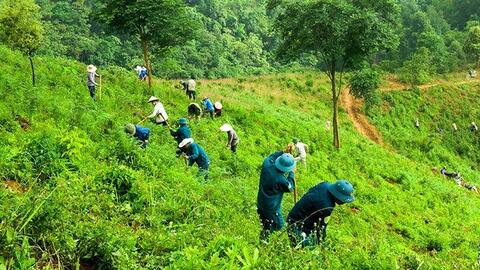 Nghệ An: Phê duyệt 155 cộng đồng dân cư tham gia hoạt động quản lý rừng năm 2024