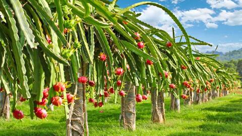 Biến thân cây thanh long thành màng bọc thực phẩm thế hệ mới