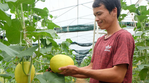 Thanh niên 9X thành công với dưa lưới
