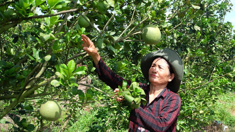 Chuyển đổi cây trồng mang lại hiệu quả