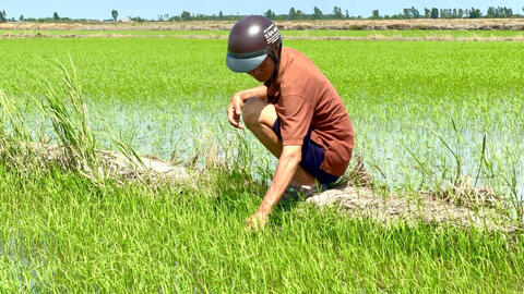 Nông dân 'xé rào' xuống giống hàng ngàn hécta lúa Thu Đông  