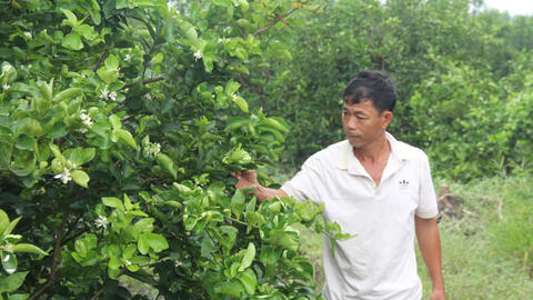 Thu nhập cao nhờ trồng chanh