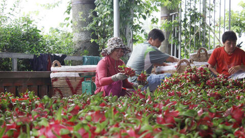 Phát triển vùng trồng thanh long chất lượng cao
