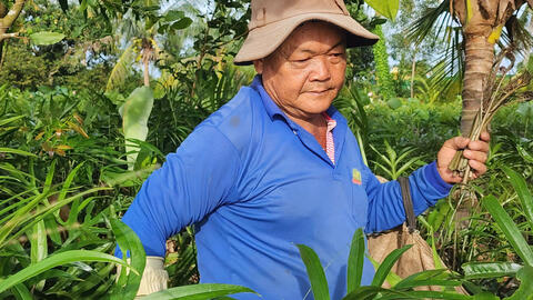Phát triển kinh tế gia đình nhờ cây mướp gai
