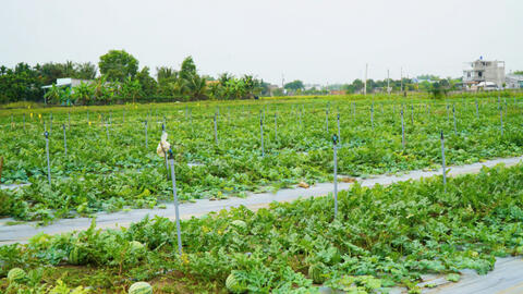 Nông dân Cần Giuộc thu hoạch dưa hấu tết 