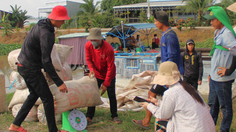 Giá lúa tăng trở lại