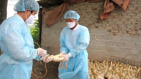 Hà Nội: Tăng cường công tác phòng, chống dịch bệnh cúm gia cầm