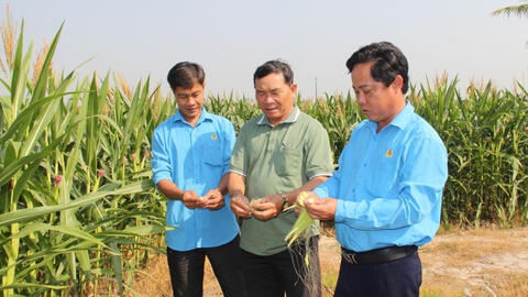 Triển vọng với mô hình - Trồng bắp giống