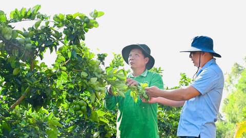 Trồng chanh ứng dụng công nghệ cao giúp nông dân làm giàu