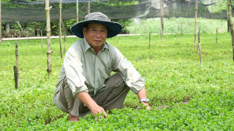 Thu nhập ổn định nhờ trồng rau