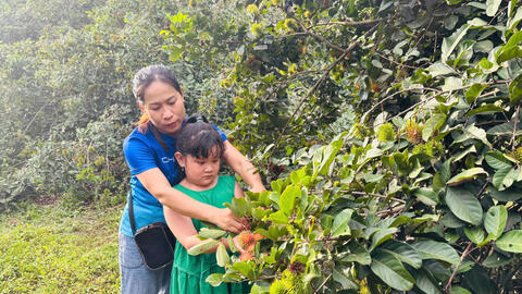 Về Đức Hòa hái chôm chôm