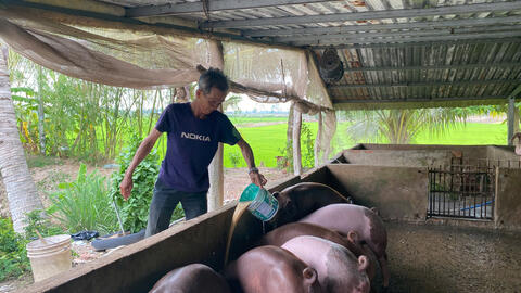 Chủ động phòng, chống dịch tả heo châu Phi