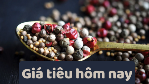 Giá tiêu hôm nay 1/7/2025: trong nước lấy lại đà tăng cao