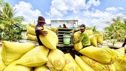 Giá lúa gạo hôm nay 17/5: Giá gạo nguyên liệu xu hướng giảm mạnh