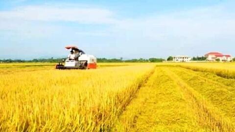 Giá lúa gạo hôm nay 1/6: Giá lúa gạo chững đà giảm